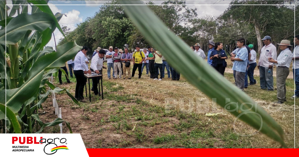 Parcelas con maíz/ Foto: Publiagro