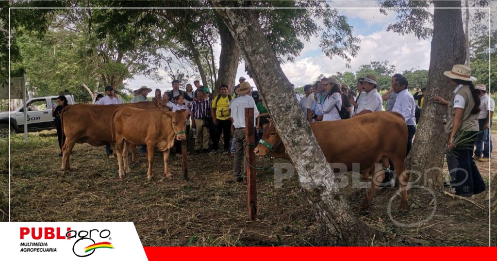 El CIAT tiene excelentes animales criollos/ Foto: Publiagro