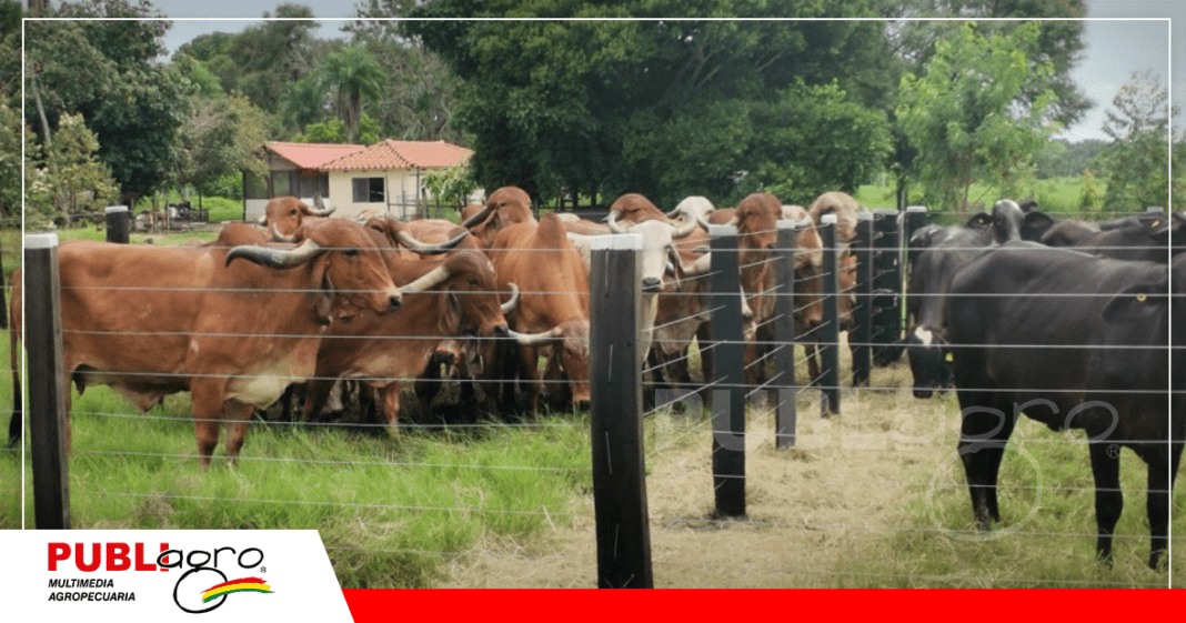 Animales producto de fertilización in vitro, todas donantes/ Foto: Publiagro