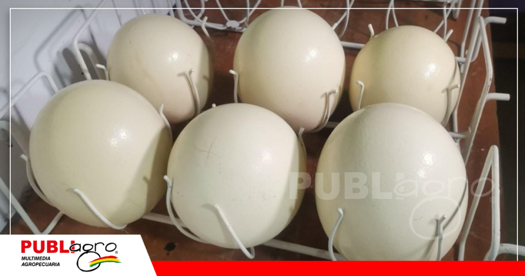 La hembra puede llegar a poner hasta 70 huevos por año/ Foto: Publiagro
