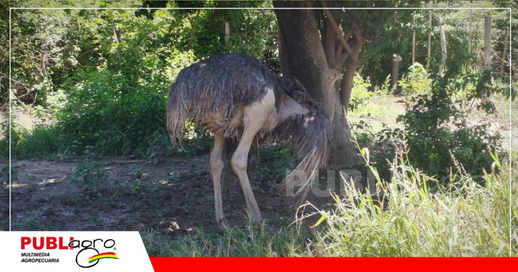 La hembra en celo responde abriendo las alas al baile y cortejo del macho/ Foto: Publiagro