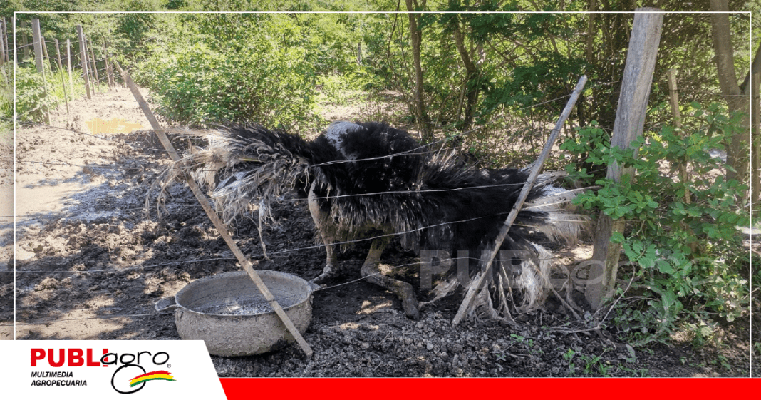 Baile del macho marcando territorio y etapa de apareamiento/ Foto: Publiagro