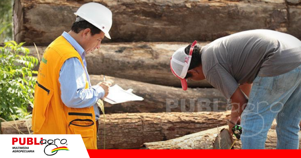 El sector forestal en Bolivia es incidente en el PIB agropecuario / Foto: Internet