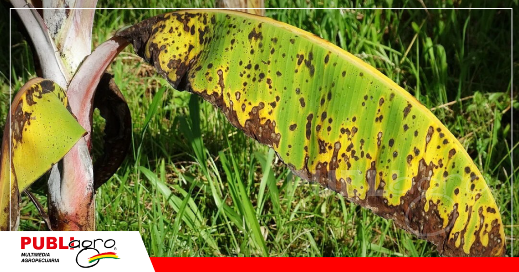 Enfermedad en las hojas disminuye calidad y rendimiento del banano/ Foto: Internet