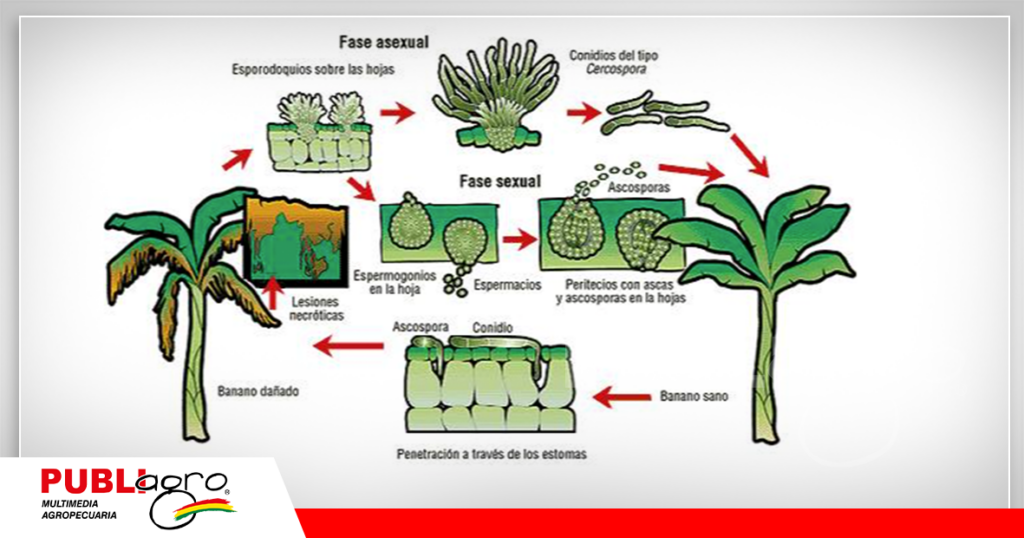 Fases de la enfermedad/ Foto: Internet