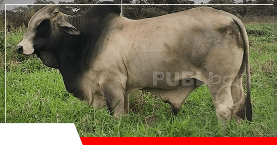 Pasturas para una ganadería rentable/ Foto: Publiagro