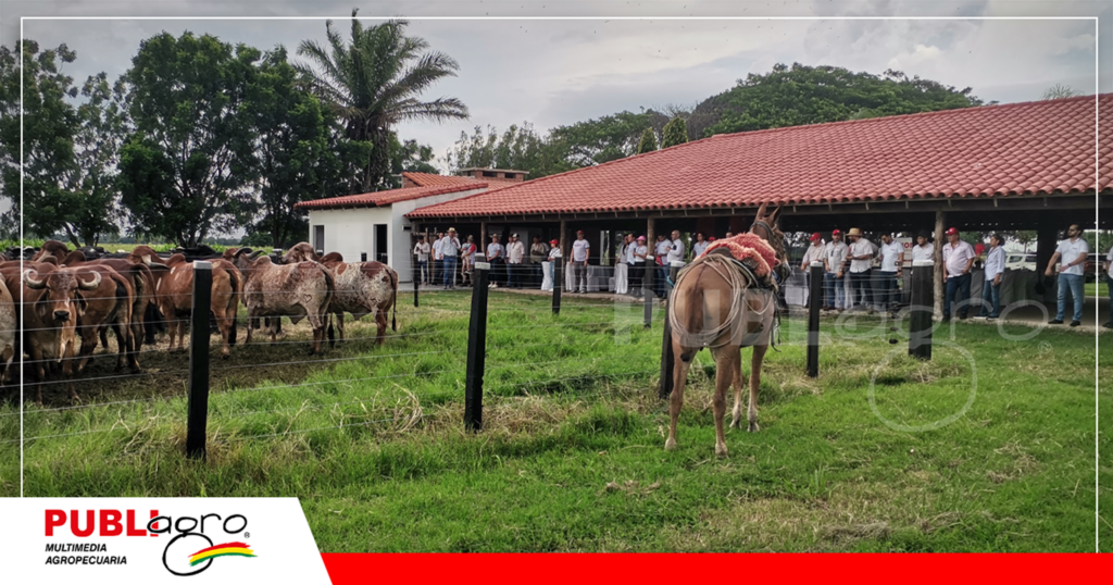 Uno de las razas que trabaja mucho la Hacienda el la Gyr Lechero / Foto: Publiagro