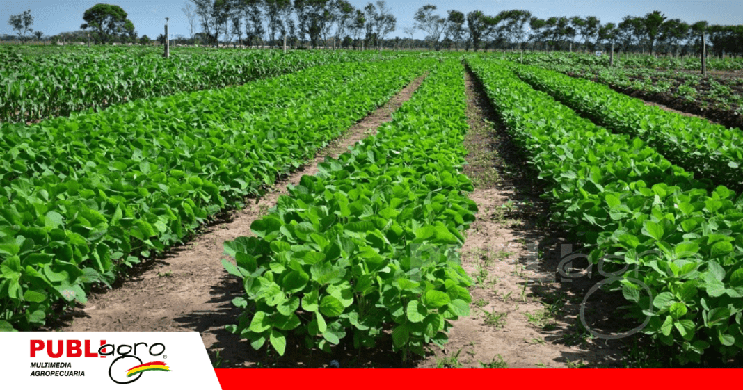 La soya es el principal producto generado por la agropecuaria / Foto: Internet
