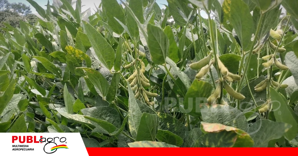 Soya con aplicación de bioinsumos en parcelas del CIAT/ Foto: Publiagro