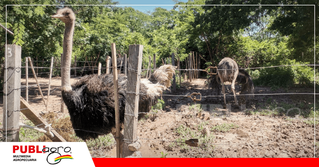 Existe mercado internacional para la carne de avestruz/ Foto: Publiagro