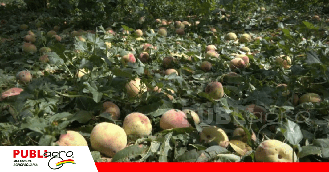 Producción de durazno en el suelo luego de las granizadas en la región / Foto: Fides