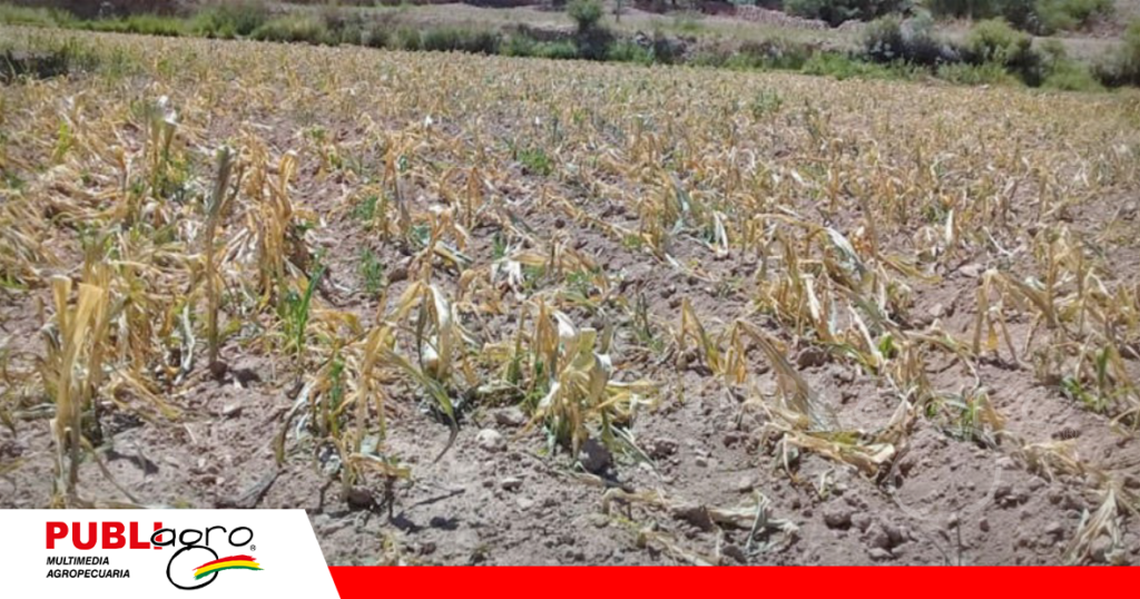 El maiz también sufrieron perdidas por las intensas lluvias / Foto: internet