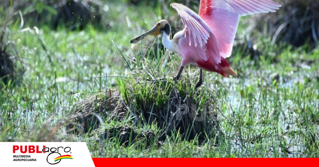 Por lo general las aves migratorias son las causas de migración de la enfermedad / Foto: Internet