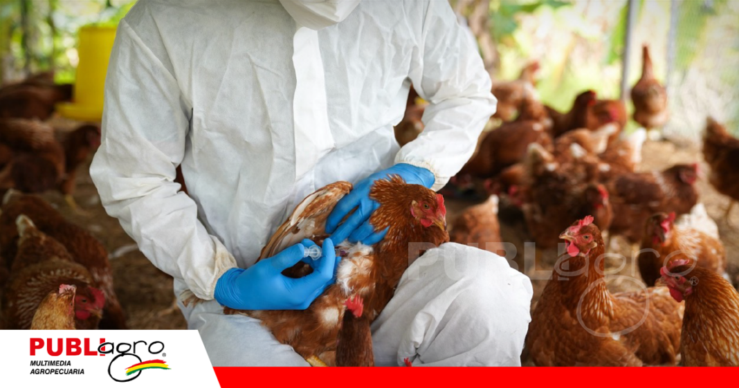 Lamentablemente los focos de Influenza aviar en Argentina alerta a Bolivia / Foto: Internet