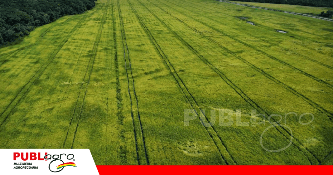 Salustiano Mamani cuenta con cerca a 2000 hectáreas de arroz / Foto: Publiagro