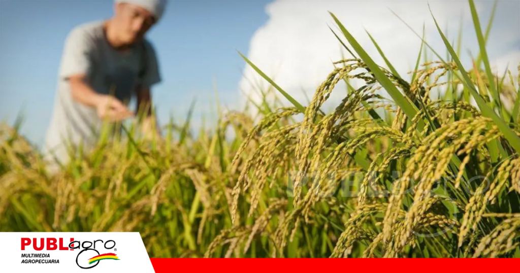 El rendimiento promedio está entre las 25 y 30 fanegas / Foto: Internet