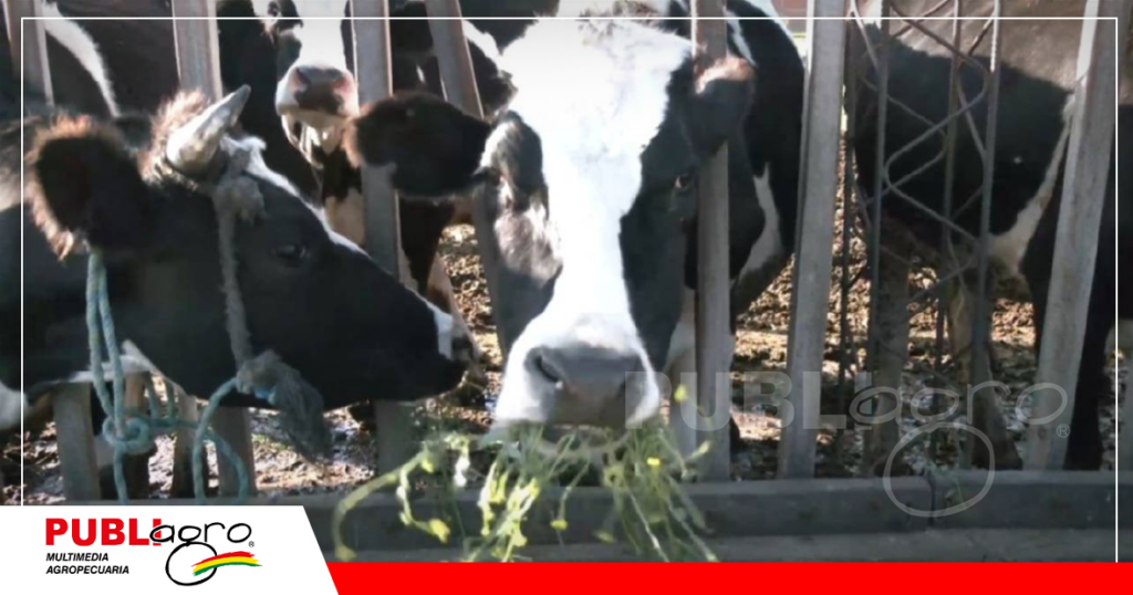 El alimento para el ganado lechero alcanza hasta el 70% del costo total / Foto: Publiagro
