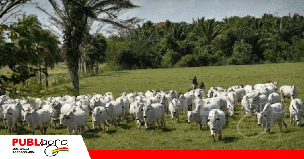 El Salvador está interesado en la genética cebuina de Bolivia / Foto: Internet