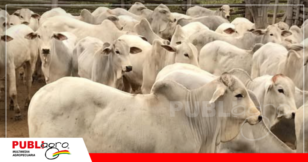 Apartar al ternero de la madre implica muchos pasos a seguir / Foto: Internet