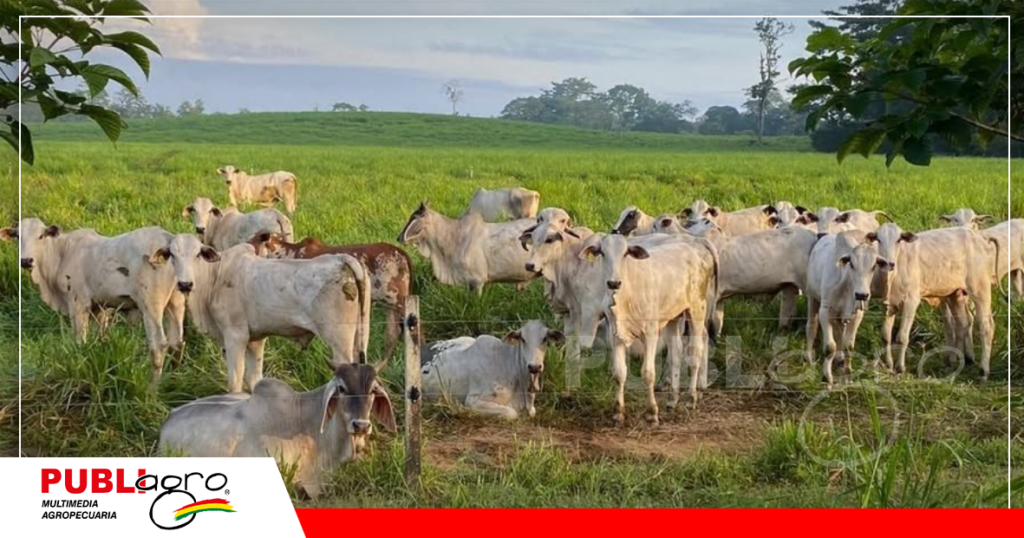 Destetes de la raza Nelore a campo / Foto: Internet