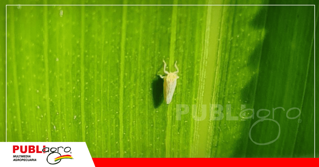 La cigarrita en maíz debe controlarse desde la etapa temprana/ Foto: Internet