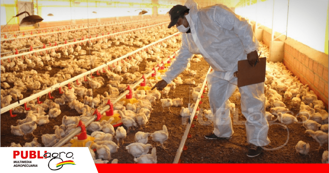 La influenza aviar en Argentina pone en alerta a todas las granjas en Bolivia / Foto: Internet