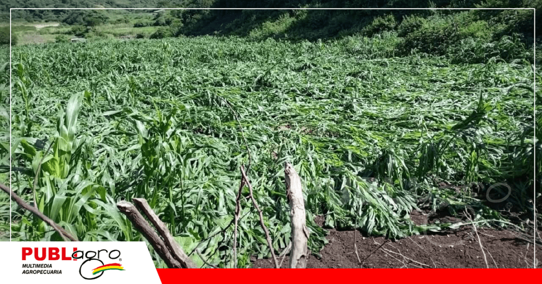 La afectacion en Tarvita es casi el 100% / Foto: Bolivia Prensa