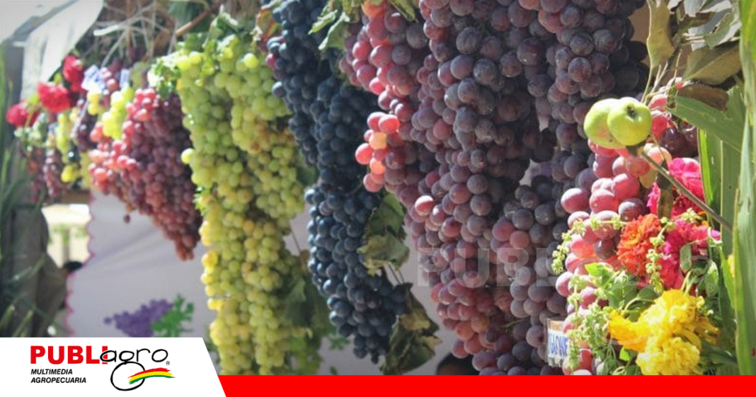 Producción de uva en Tarija/ Foto: Internet