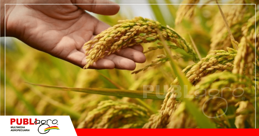 La producción de arroz en el mundo / Foto: Internet