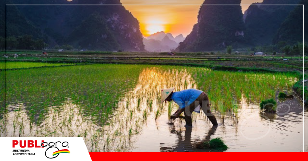 Asia sigue siendo el principal productor de arroz en el mundo / Foto: Internet