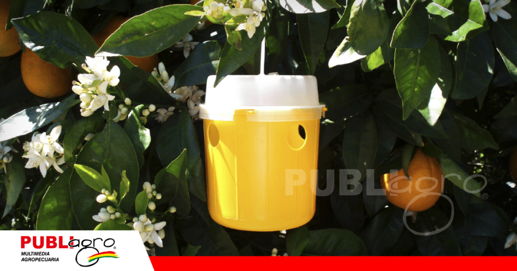 Trampas para moscas en el cultivo de naranja / Foto: Internet