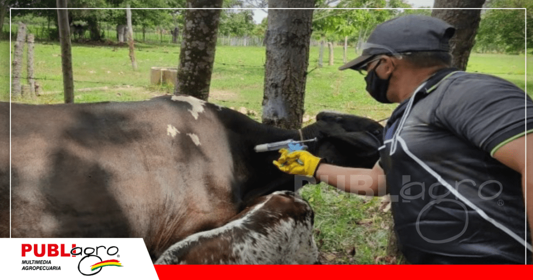 La vacunación es obligatoria en todo el territorio del Beni / Foto: Internet