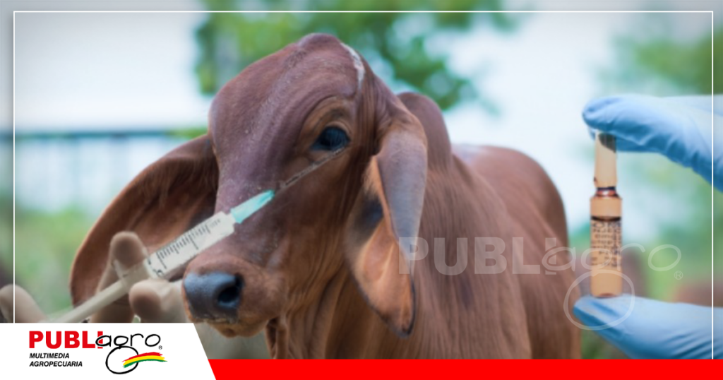 En Bolivia hay biológicos autorizados para la vacunación / Foto: Internet