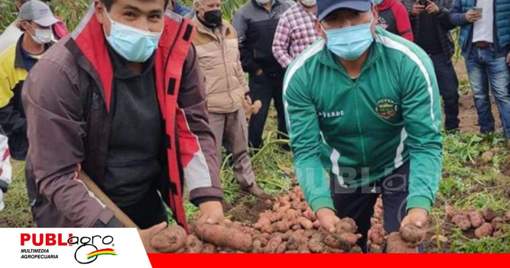 La producción de papa es uno de los cultivos fuertes en los Valles Cruceños/ Foto: Internet