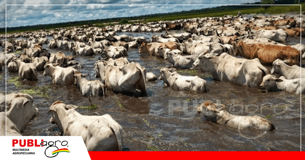 Años atrás, el Beni sufrió severas inundaciones que afectó al hato ganadero / Foto: Internet