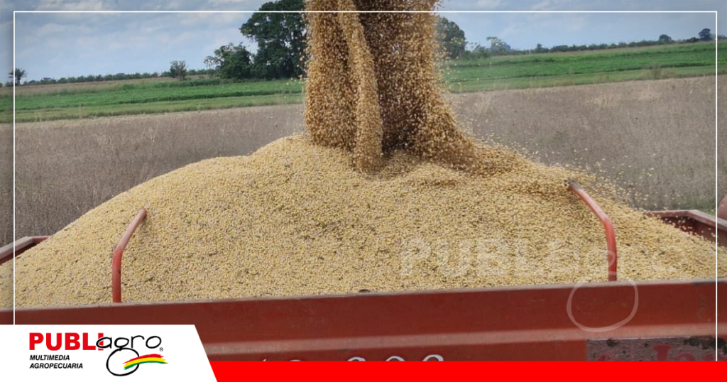 La soya ya tiene el permiso de ser exportada / Foto: Anapo