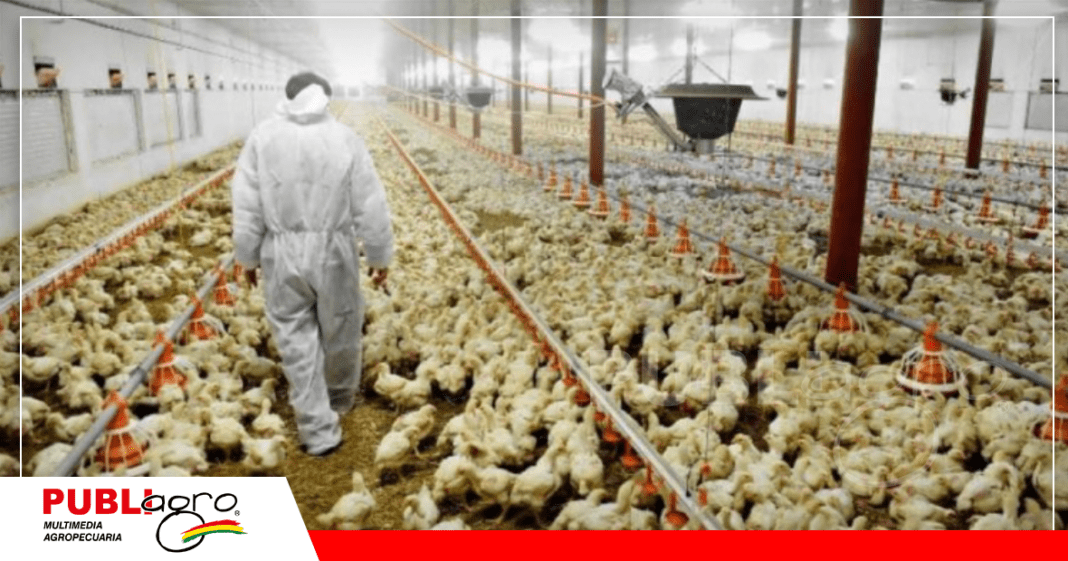 Productores de pollo parrillero se encuentran en emergencia / Foto: Internet