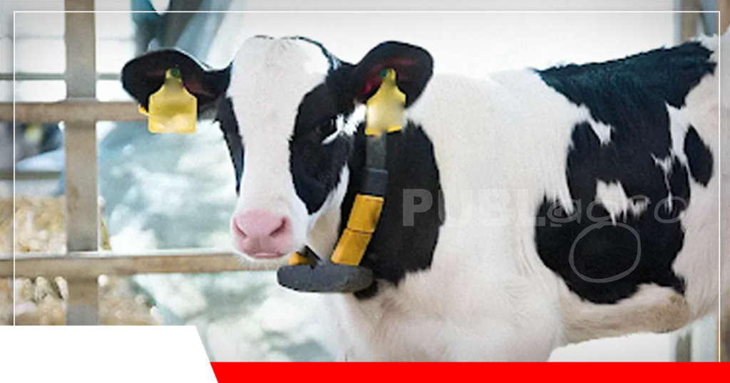 La raza Holando son las más susceptibles a la diarrea / Foto: Internet