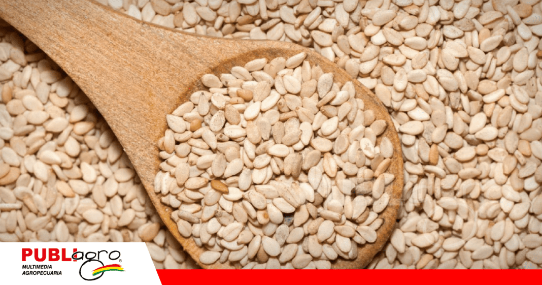 La exportación de sésamo creció exponencialmente el 2025 / Foto: Internet