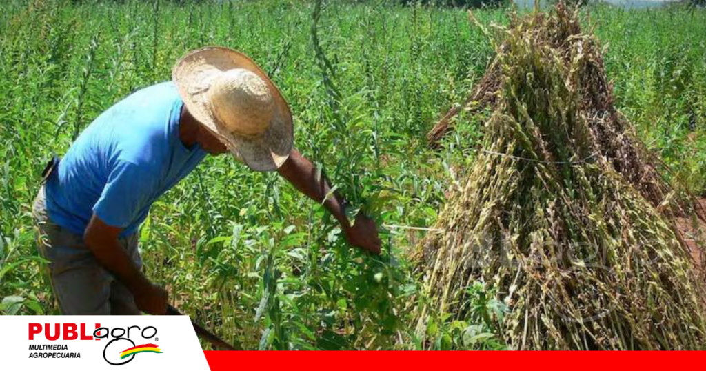 Santa Cruz es el principal productor de sésamo en Bolivia / Foto: Internet