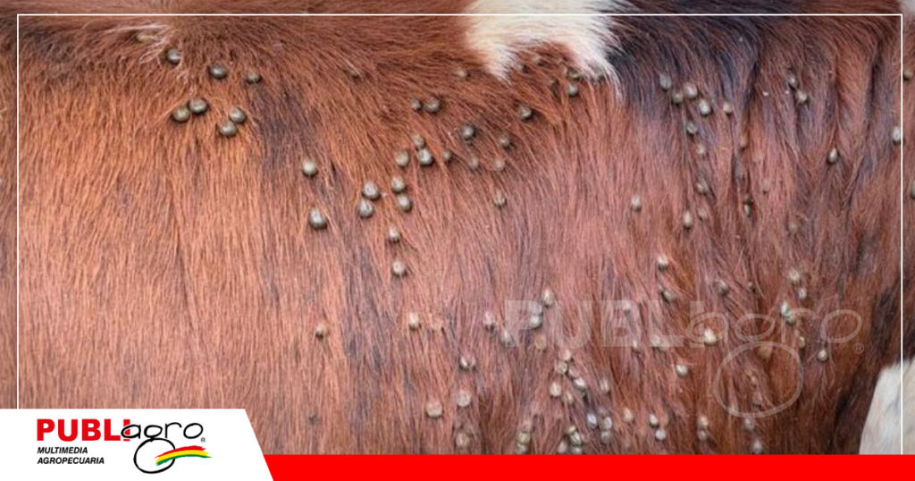 Garrapata, principales parásitos en temporadas de mucho calor y humedad/ Foto: Internet