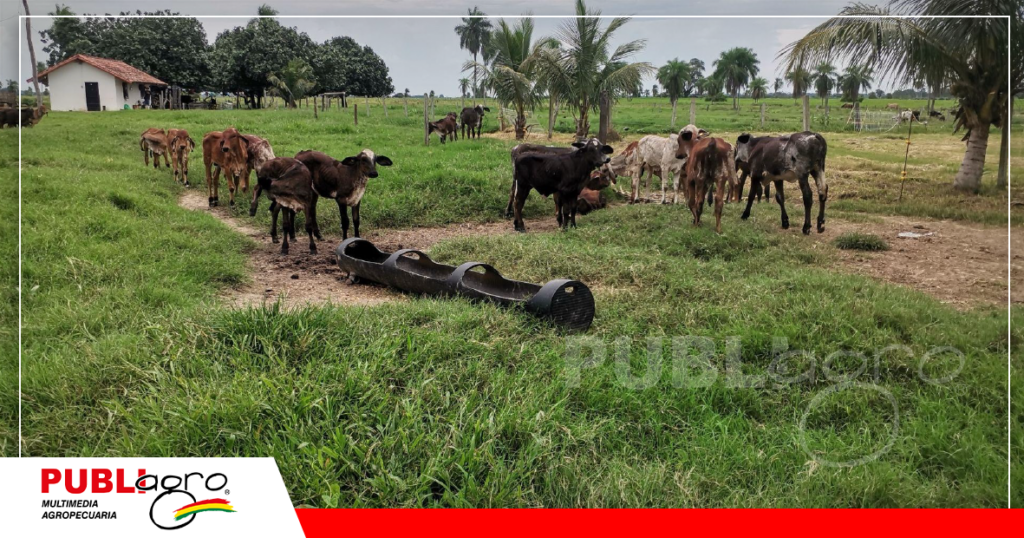 El fuerte de la hacienda es la lechería con buena genetica/ Foto: Publiagro