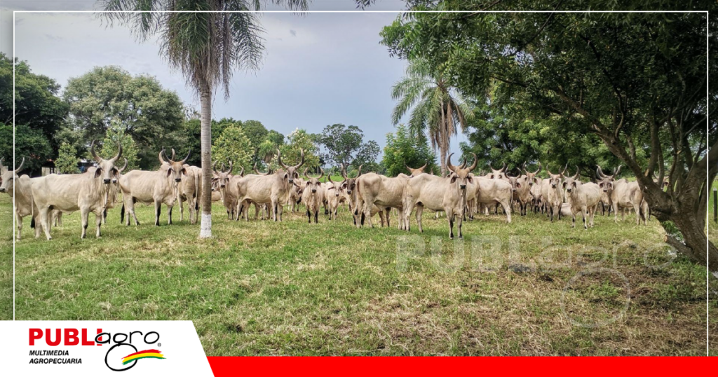 Hacienda Curichi Grande cría ganado Guzerá/Foto: Publiagro
