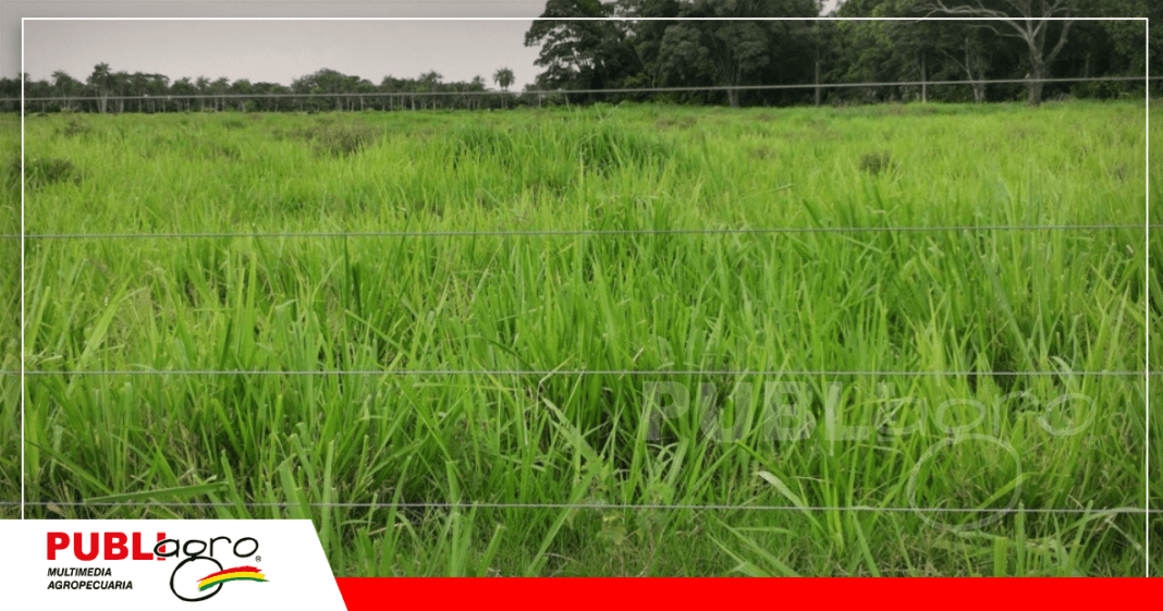 Área agrícola en Curichi Grande se divide entre caña y pasturas/ Foto: Publiagro