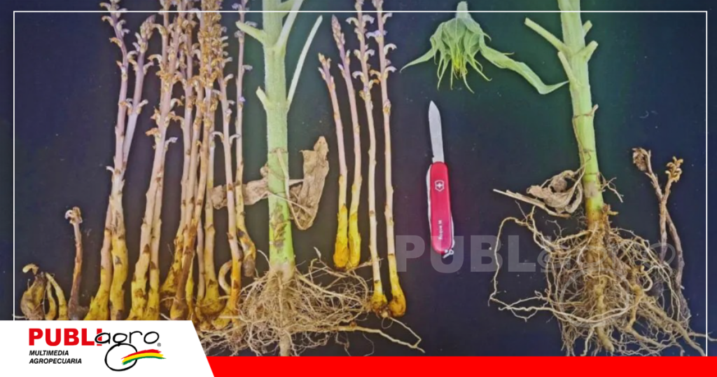 Foto: Archivo Publiagro