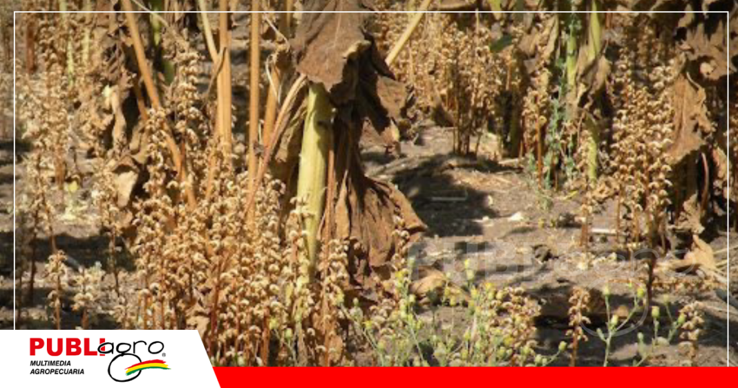 Foto: Archivo Publiagro