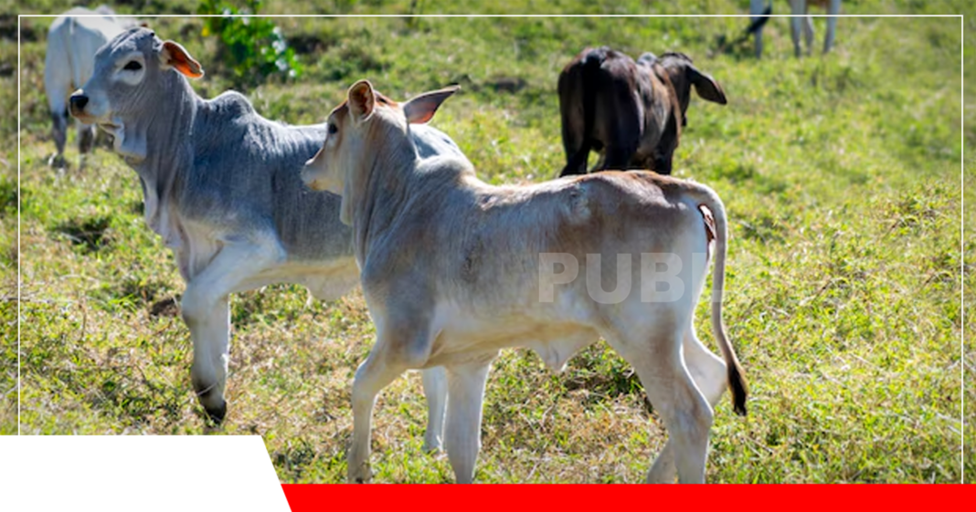 La diarrea en terneros recién nacidos es un tema recurrente / Foto: Internet