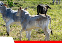 ¿Por qué siguen muriendo terneros con diarrea aunque reciban tratamiento? La diarrea en terneros recién nacidos es un tema recurrente / Foto: Internet