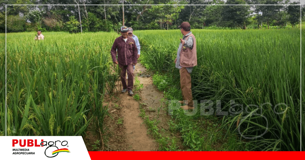 Verificación en campos semilleros/ Foto: Iniaf