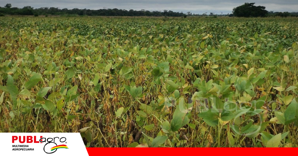 La soya ya esta para cosechar/ Foto: Publiagro